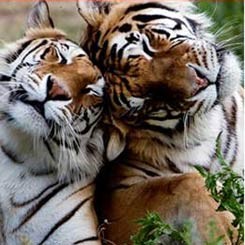 Harimau Michael Jackson Terancam Bahaya Kebakaran