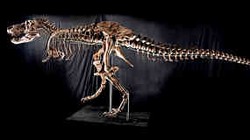 For Sale, Kerangka T-Rex Seharga Rp 96 M 