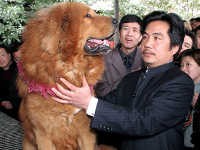 Uang Rp 5,8 M Hanya Untuk Beli Anjing