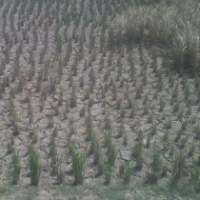 Hawa Panas Ancam Pemudik