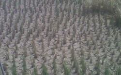  Hawa Panas Ancam Pemudik