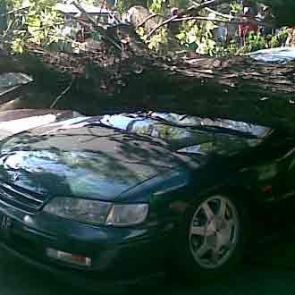 Pohon Timpa Mobil dan Motor