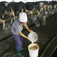 Produk Susu Lokal Kian Terhimpit Susu Impor