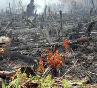 Kebakaran Hutan di Kalimantan Tengah