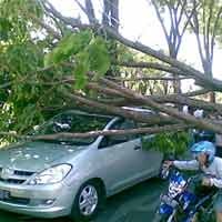 Pohon & Mobil Dievakuasi, Lalin Jalan Darmo Lancar