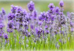 Hilangkan Sakit Kepala Dengan Minyak Lavender