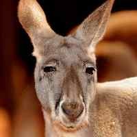 Kangguru Terobos Masuk Kantor, Acak-acak Perabotan