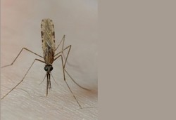 Malaria yang Bikin Fatal