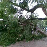 Diterjang Puting Beliung, 2 Pohon Tumbang Menimpa 3 Rumah