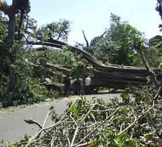 Pohon Tumbang Diterjang Angin Kencang