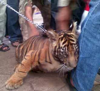 Hari, Idola Baru Ragunan