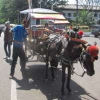 Delman, Wisata Alternatif Kala Lebaran