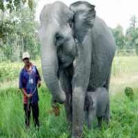 Bocah Diinjak Gajah Ngamuk di Candi Borobudur