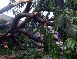 Beringin Tumbang Timpa 2 Rumah di Jakarta Timur