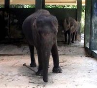 Gajah Injak Bocah