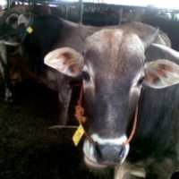 Harga Daging Sapi Masih Tinggi