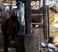 Harga Daging Sapi Masih Tinggi