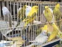 1.700 Binatang Disembunyikan di Bagasi Mobil