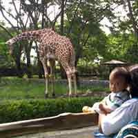 Puncak Libur Lebaran, Pengunjung KBS Capai 30 Ribu Orang