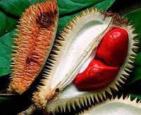 Durian Merah Asal Malaysia