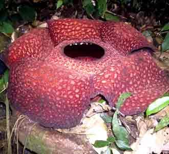 Rafflesia Arnoldi Mekar di Bengkulu