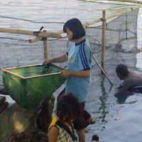 Ratusan Warga di Pinggir Sungai Berantas Panen Ikan Mabuk