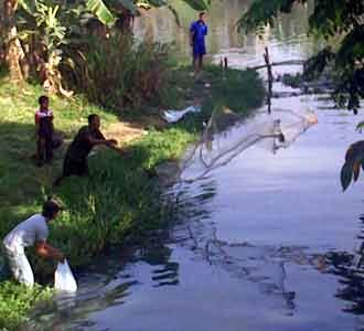 Warga Panen Ikan Mabuk