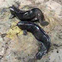 Penemuan Ikan Lele Misterius