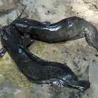 Pakar Ikan: Lele Bengkok Temuan Warga Bukan Sesuatu yang Aneh