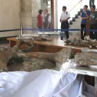 Penyusunan Elephas SP Diprediksi Telan Rp 800 Juta