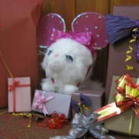 Salon Kado, Sentuhan Spesial untuk Kado Istimewa