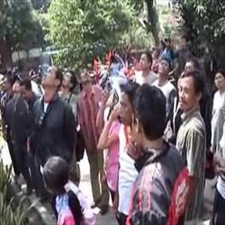 Pohon Petai Menangis di Purbalingga