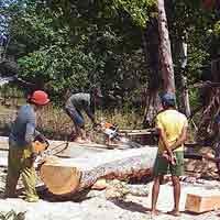 Penjarahan Kayu di Hutan Kangean Merajalela