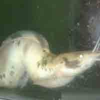 Diiklankan Rp 99 Juta, Lele Putih Bengkok Menolak Makan dan Mati 