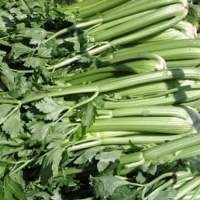 11 Makanan Pemicu Libido