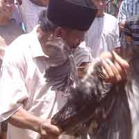 Kecewa Hakim, Warga Aksi Makan Ayam Hidup di Pengadilan