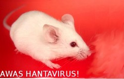 Hantavirus