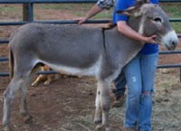 Pornografi Binatang via Ponsel Berujung Bui