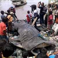 Hiu Tutul Ditemukan Membusuk di Dekat Suramadu