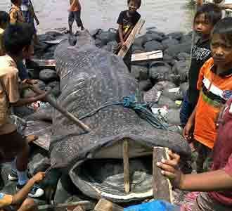 Hiu Tutul Terdampar di Suramadu