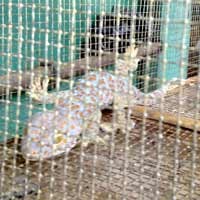 Jual 1 Tokek Bisa Beli Honda Jazz & Nabung Ratusan Juta