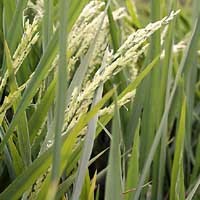 Arah Baru Pembangunan Pertanian 