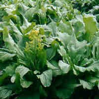 10 Makanan Yang Bisa Memicu Sakit!