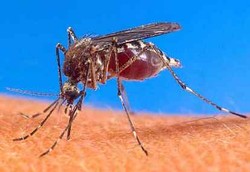 Nyamuk Keok Dengan Gelombang Ultrasonik