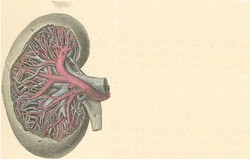 Interstisial Nefritis 