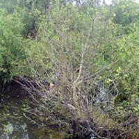 Sulitnya Menjelaskan Bahaya Perubahan Iklim