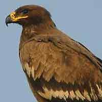 Populasi Elang Jawa di Malang Terancam Punah