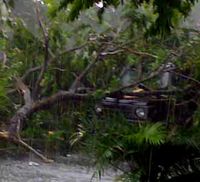 Pohon Tumbang Timpa Mobil