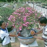 Ikut Pameran, Bunga Adenium Ditawar Rp 500 Juta 