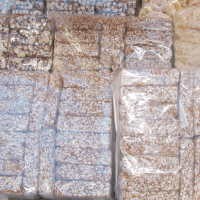 Brondong Manis yang Djadoel